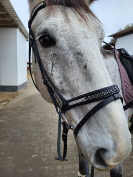 Trense Warmblut, Carina Weitz , Bridles & Headstalls, Ötzingen 