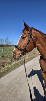 Trense Warmblut Waldhausen   Waldhausen X-Line Beauty 