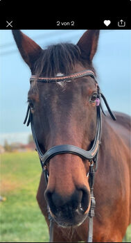 Trense WB, Kathi, Bridles & Headstalls, Uetersen