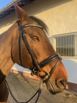 Trense WB Schockemöhle Lack, Schockemöhle Sports Trense Schockemöhle, Sandra Oberhaus, Bridles & Headstalls, Kempten 