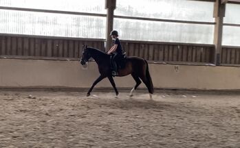 Gangstarkes, freundliches Pferd sucht neues Zuhause, F.L, Horses For Sale, Würzburg