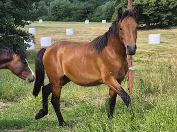 Schicker Welsh B, Marita Sedlaczek, Horses For Sale, Colditz