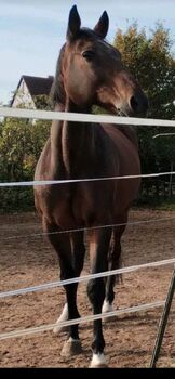 Zuckersüßer Wallach Familienpferd, Manuela Fuchs (Pferdephysiotherapie- Direkt), Horses For Sale, Gundelfingen