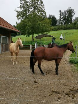 Suche Pflegebeteiligung (kostenlos)