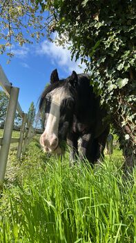 Suchen Beisteller Pony o. Pferd ab 20 Jahre Offenstallhaltung