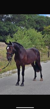 Pflegebeteiligung für Jungpferd (nur Montag) gesucht