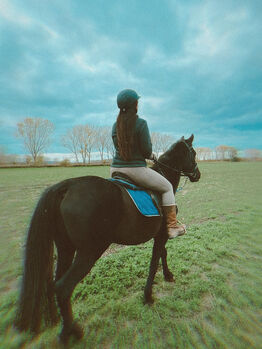 Suche Freizeitpferd/Familienpferd o. Reitbarer Beisteller, Lasofie , Horses For Sale, Friedrichswerth