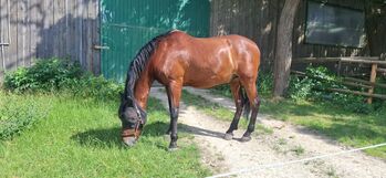 Mitreiter für 9 jährigen PRE Wallach gesucht