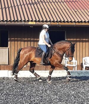 Mitreiter für 9 jährigen PRE Wallach gesucht, Sabine, Horse Sharing, Orth an der Donau