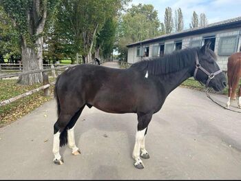 Süsses Scheck Pony