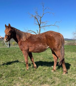 Niedlicher, cooler Wimpys Little Step/Smart Spook Enkel, Kerstin Rehbehn (Pferdemarketing Ost), Horses For Sale, Nienburg