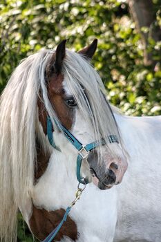 Süße Tinker Stute sucht liebevolles neues zu Hause