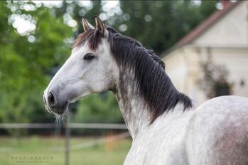 Solider PRE Wallach, ISPA - Iberische Sportpferde Agentur (ISPA - Iberische Sportpferde Agentur), Horses For Sale, Bedburg
