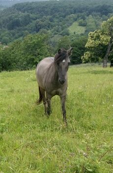 Sorraia Isländer Mix, Birgit, Horses For Sale, Wiesen