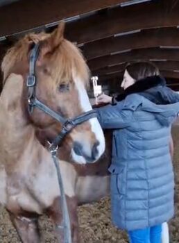 Klangtherapie Pferde & Geistige Wirbelsäulenaufrichtung für Pferd &Reiter;in! EquiSysHealing® by Anca  Pferdeklangtherapie u.m.