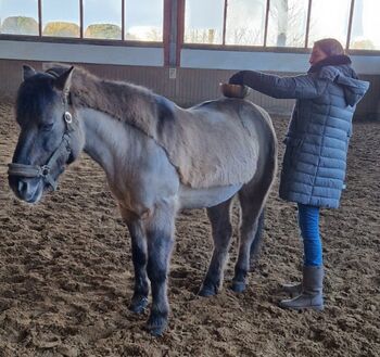 Klangtherapie Pferde & Geistige Wirbelsäulenaufrichtung für Pferd &Reiter;in! EquiSysHealing® by Anca  Pferdeklangtherapie u.m.