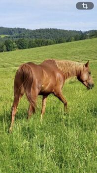 Hispano Araber, Susanne , Horses For Sale, Traunstein