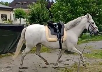 Verkaufe spanische Stute, Gabi, Horses For Sale, Lustenau