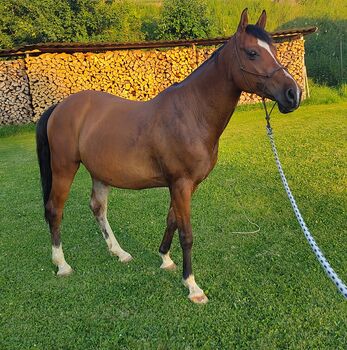 Spanier-Wallach zum Spasshaben in Doma Vaquera, Working Equitation, Trail