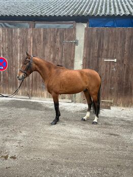 Spanier Wallach, Lara, Horses For Sale, Wachtendonk 