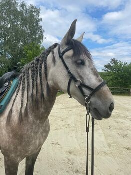 Spanische Stute Mix, Michaela , Horses For Sale, Kranenburg