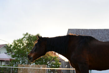 Spanischer Rentner sucht, Bauer , Horses For Sale, Osterhofen 