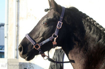 Spanisches Traumpferd im Rappmantel, Alina, Horses For Sale, Neuss