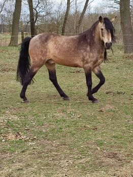 Spanier Hengst, Wanda, Horses For Sale, Wittstock/Dosse
