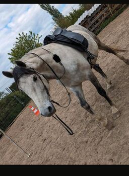 Spanier Wallach Cruzado, T.P, Horses For Sale, RÖSRATH