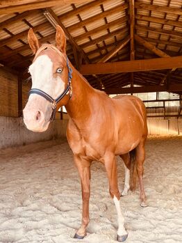 Besonderer Paint Horse Wallach für Sport und Freizeit