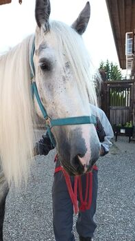 Besondere Shire Horse Stute Calypso