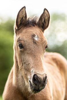 #specialcolor #buckskinlove