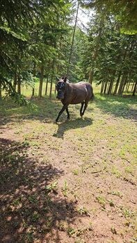 Besondere Pony Oma❤️für besondere Menschen