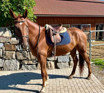 Sonderpreis!, Melanie Stockner , Konie na sprzedaż, Zell an der Pram 