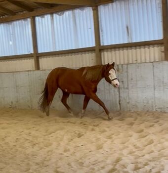 Besonderer Paint Horse Wallach für Sport und Freizeit, Kerstin Rehbehn (Pferdemarketing Ost), Konie na sprzedaż, Nienburg