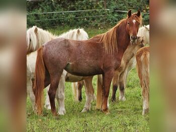 Speed Racking Horse Jungstute das besondere Gangpferd