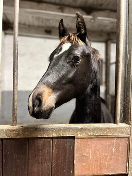 Verkaufe Absetzer, Viviane Halfpap , Horses For Sale, Malchow