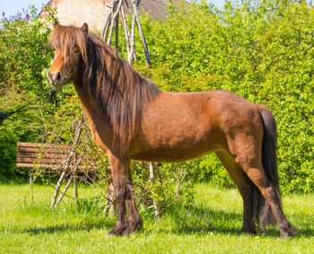 temperamentvoll Islandstute mit auffällig langer Mähne, Sabine Opitz Wieben (Reiter - & Erlebnisbauernhof Groß Briesen GmbH), Horses For Sale, Groß Briesen