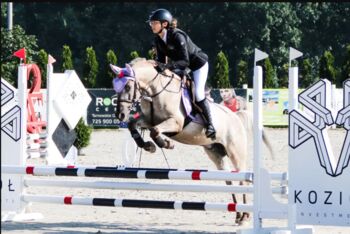 Spirited Jumping Large Dinalino Konik Pony For Any Rider, Steve Brody, Horses For Sale, Planegg