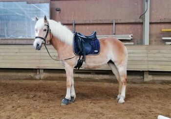 Sport. 13 jährige Reinzucht Haflinger Stute für Dressur und Springen