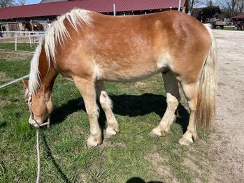 Sport Haflinger