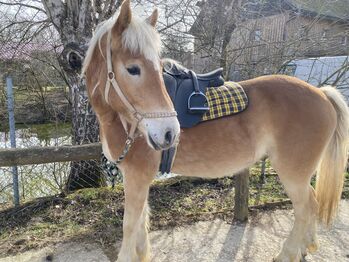 Sport Haflinger