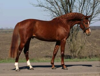 Sport Pferd