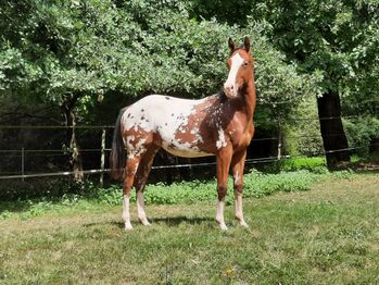 Appaloosa Hengst Nachwuchs Sport und Zucht, Sandra Platz-Schomisch, Konie na sprzedaż, Odenbach