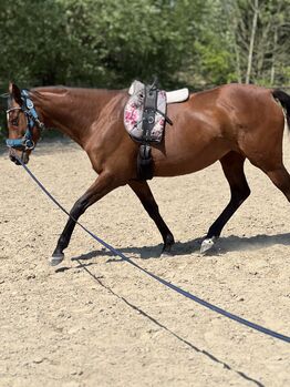 Sportstute als freizeitpartner zu verkaufen