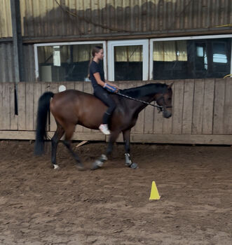 Sportpony zu verkaufen