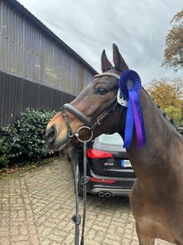 Sportpony zu verkaufen, Lanea Rohlfing , Horses For Sale, Barmstedt 