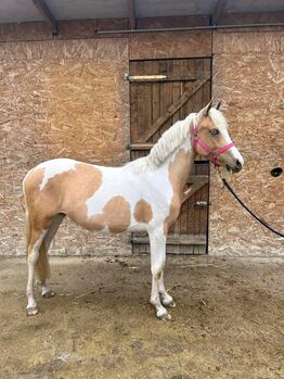 SPORT PONY