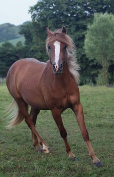 Sportbetonte Araber-Haflinger Stute im Auftrag zu verkaufen, Melanie Taferner , Pferd kaufen, St. Michael ob Bleiburg 