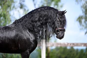 #sportfriesian #blackpearl, WOW Pferd  (WOW Pferd), Konie na sprzedaż, Bayern - Attenkirchen
